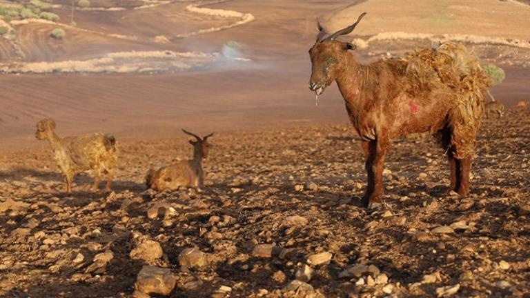 Diyarbakır’daki yangından kahreden görüntü!